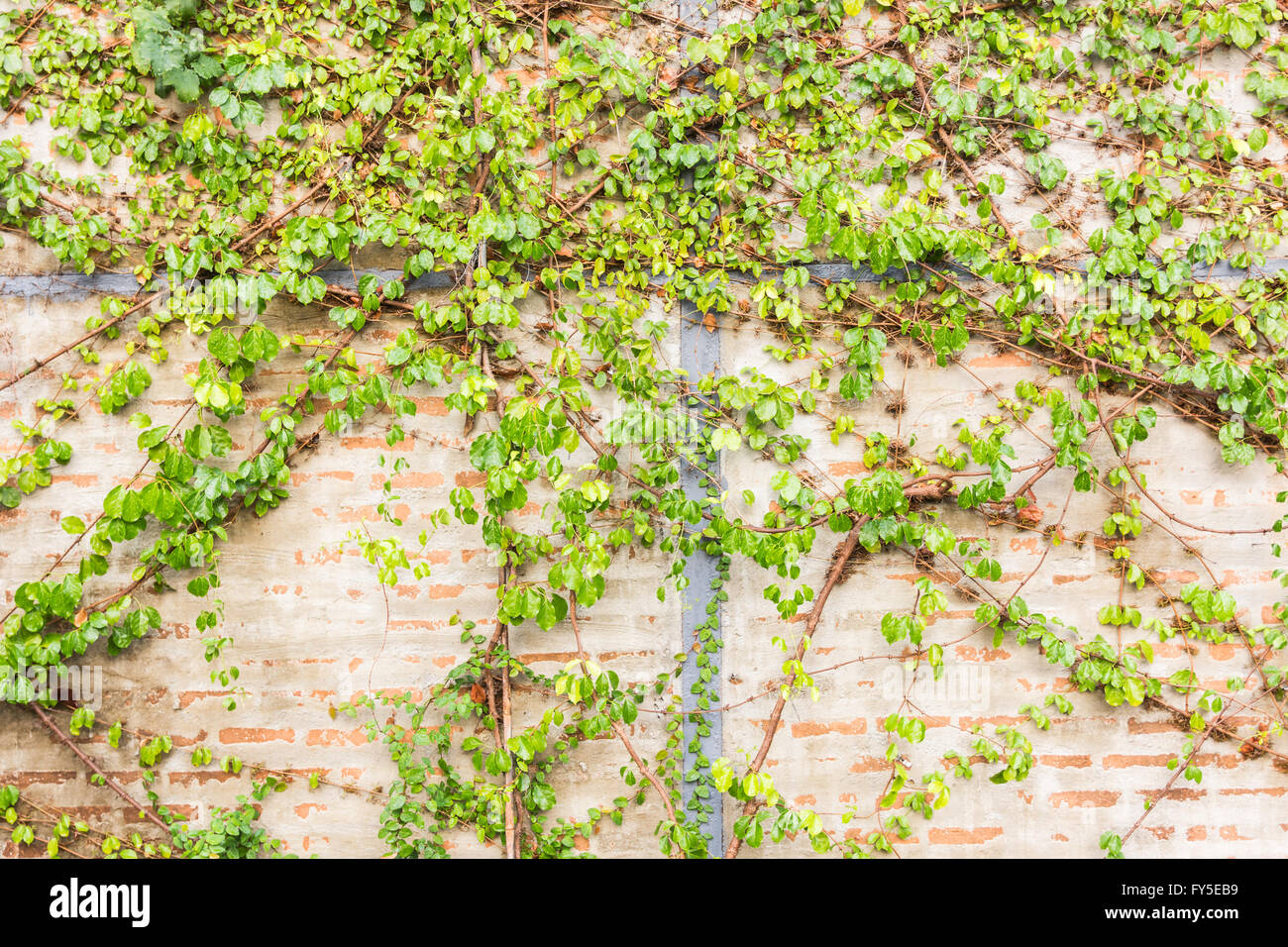 Vine Branch, Vine leaves on wall background Stock Photo - Alamy