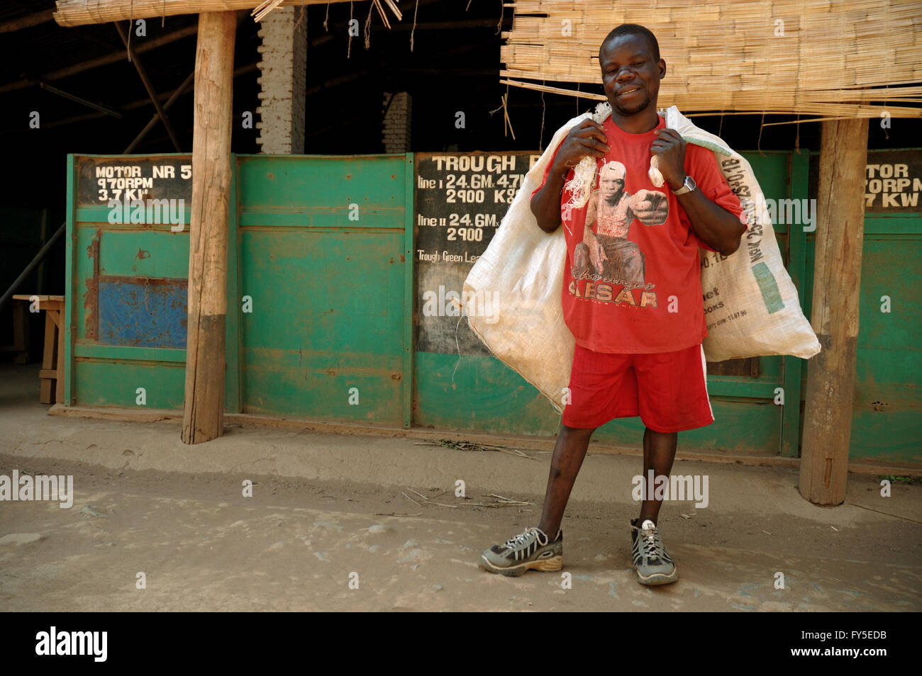 Man carrying two bags in a tea factory in the area of Thyolo, Southern Region, Malawi Stock Photo