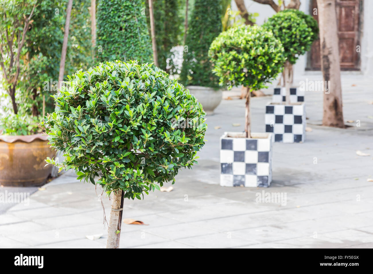 Decorative Tree Decorative Tree