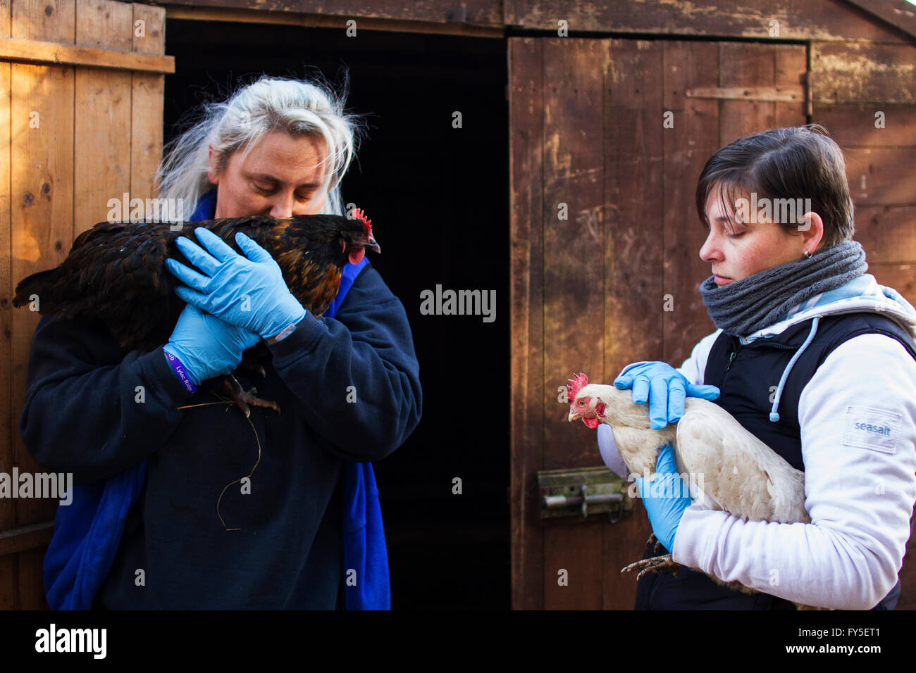 Volunteers at Lylac Ridge tend to the animals. Lylac Rdige is a centre that works with disadvantaged children using animal assis Stock Photo