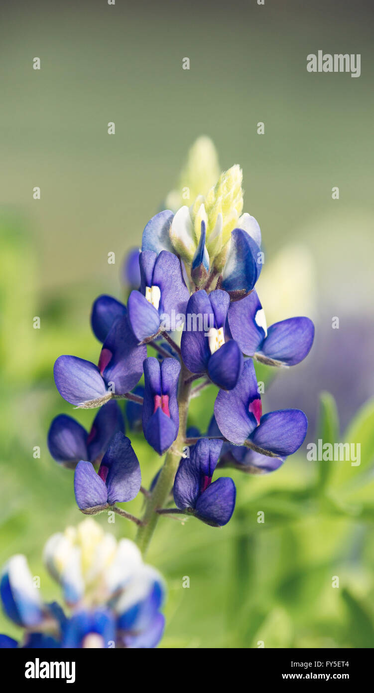 Closeup of Texas Bluebonnet flower (Lupinus texensis) Stock Photo