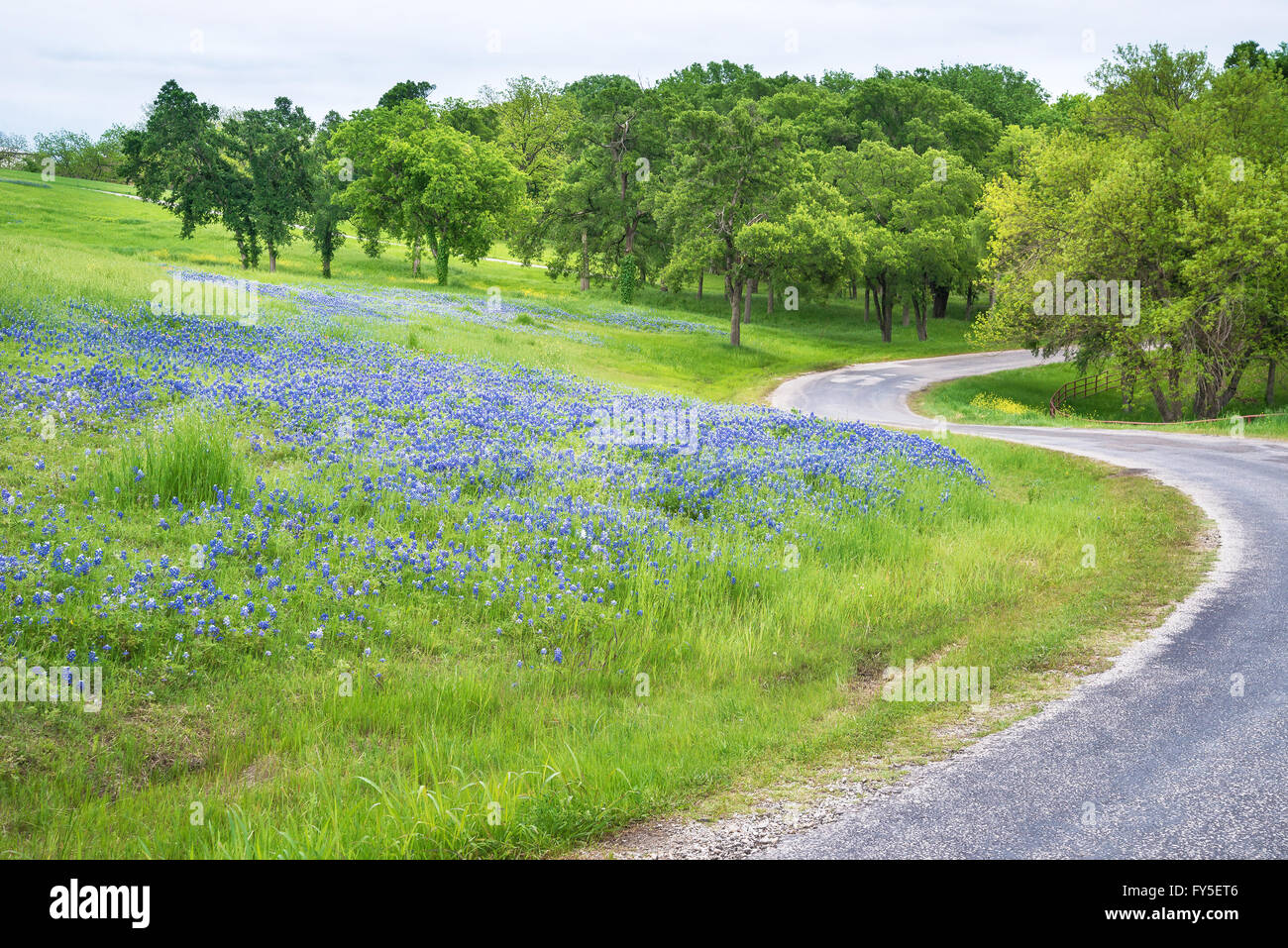 Bluebonnet flower field along curvy country road in Texas spring Stock Photo