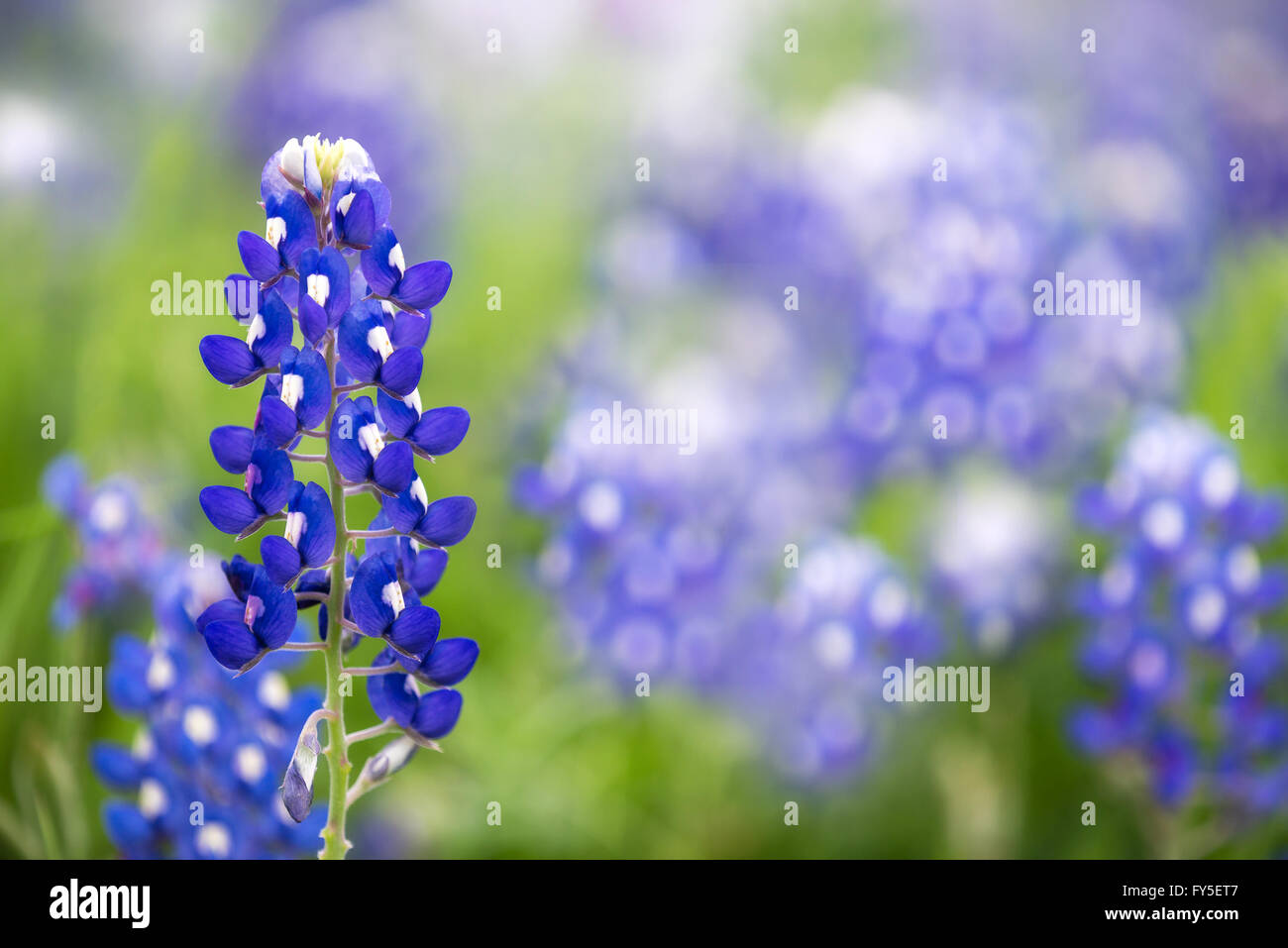 Texas Bluebonnet flower (Lupinus texensis) Stock Photo