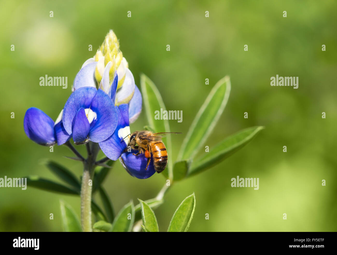 Bee pollinating Texas wildflower in the spring Stock Photo