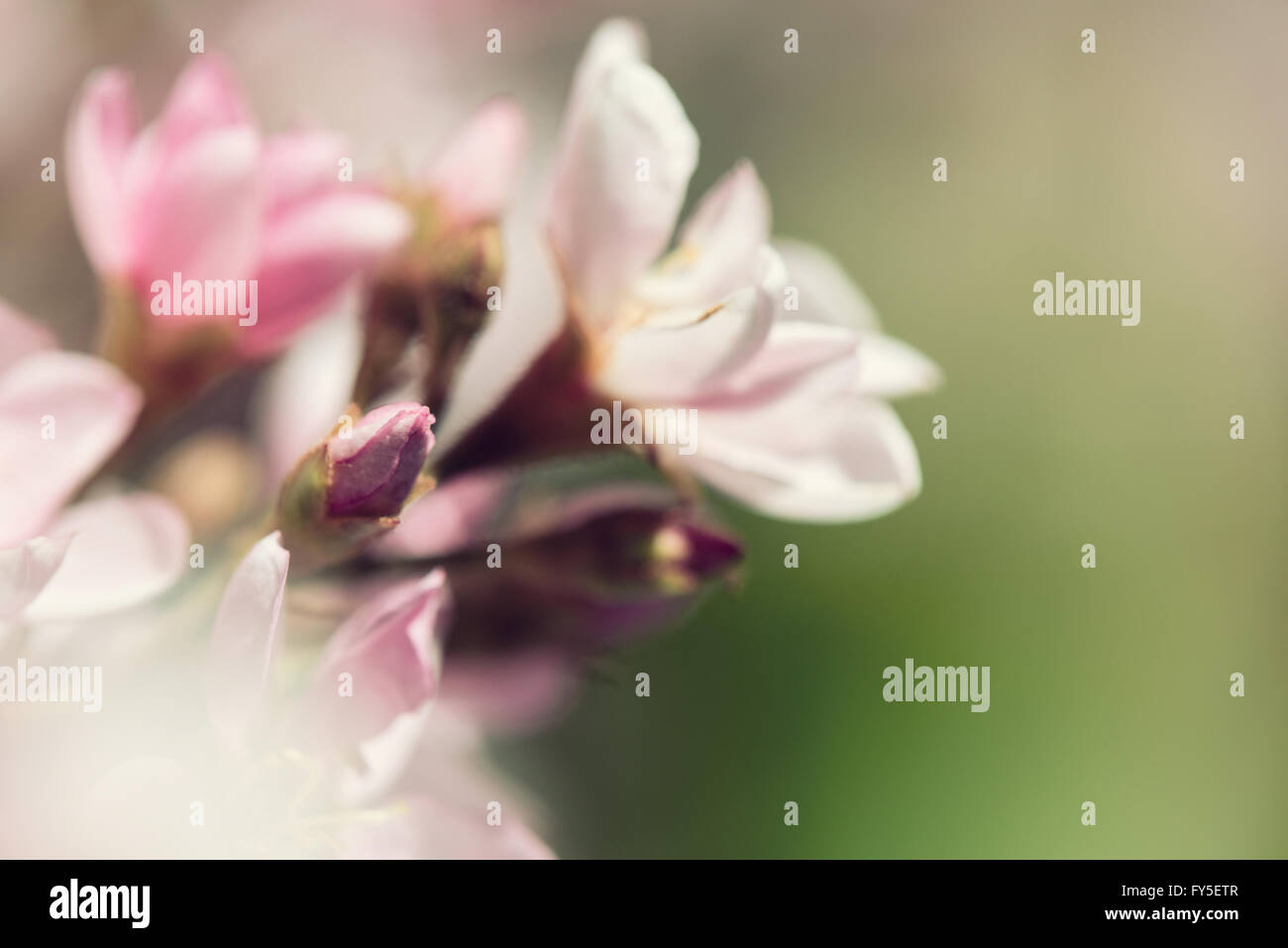 Closeup of Indian Hawthorn (Rhaphiolepis indica), Pink Lady, flowers blooming in spring time. Stock Photo