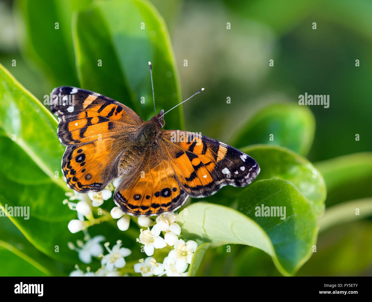 American Painted Lady butterfly (Vanessa virginiensis) feeding on white shrub flowers Stock Photo