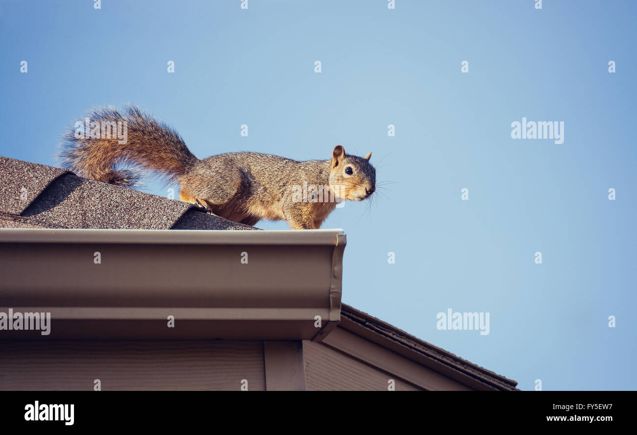 Squirrel on the roof top. Blue sky background Stock Photo Alamy