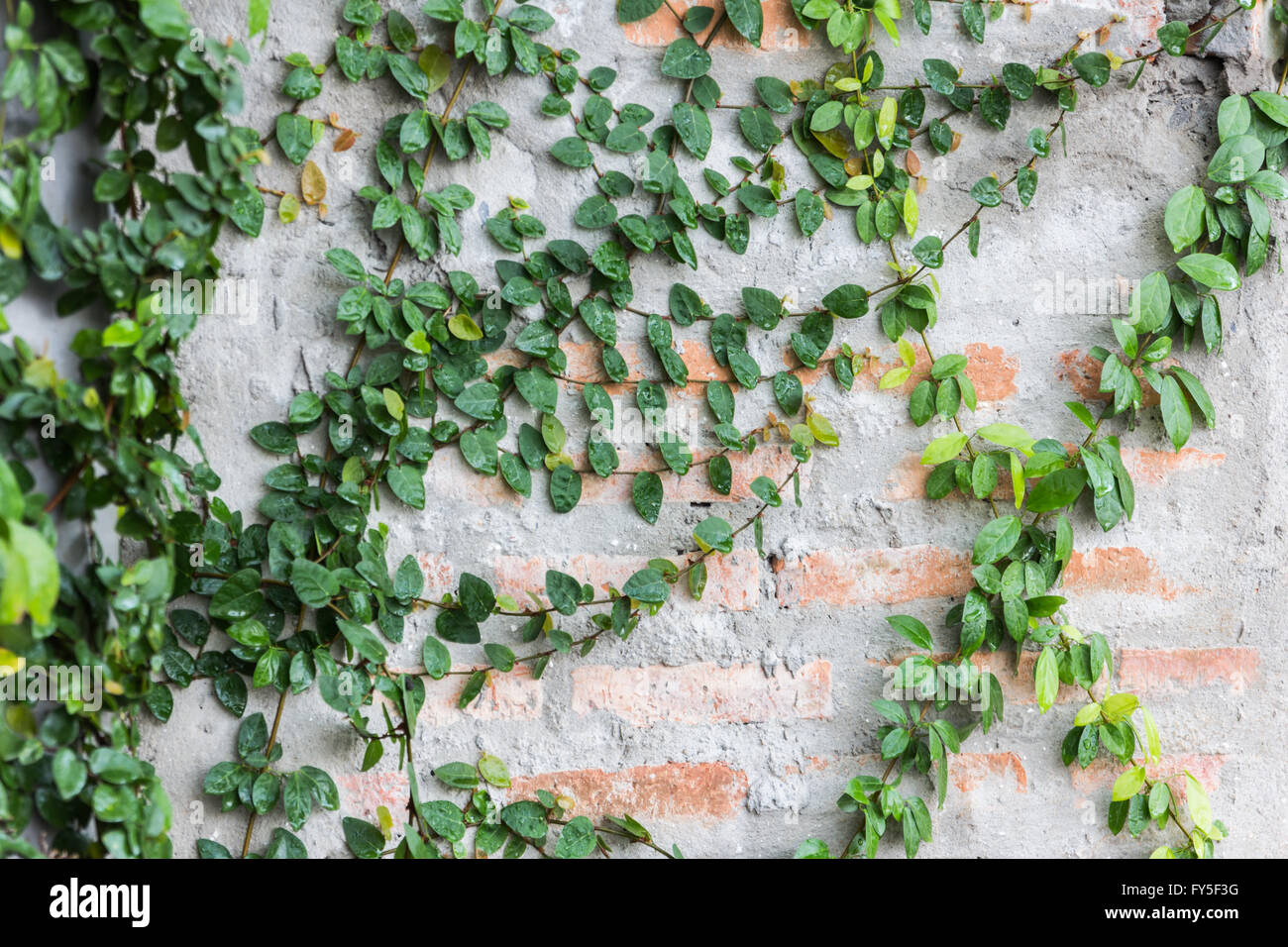 Vine Branch, Vine leaves on wall background Stock Photo - Alamy