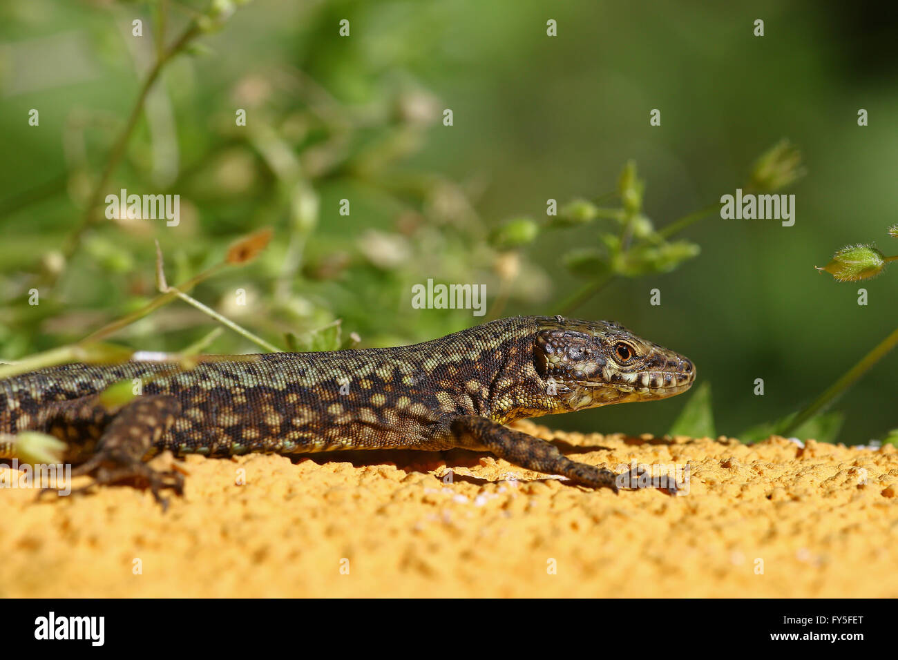 Lizard,  Podarcis Muralis, up close laying still to smell its prey Stock Photo