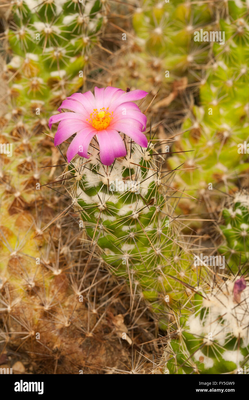 Big Needle Beehive Cactus   Coryphantha macromeris var. macromeris Chihuahuan Desert Nature Center, Ft. Davis, Texas, United St Stock Photo