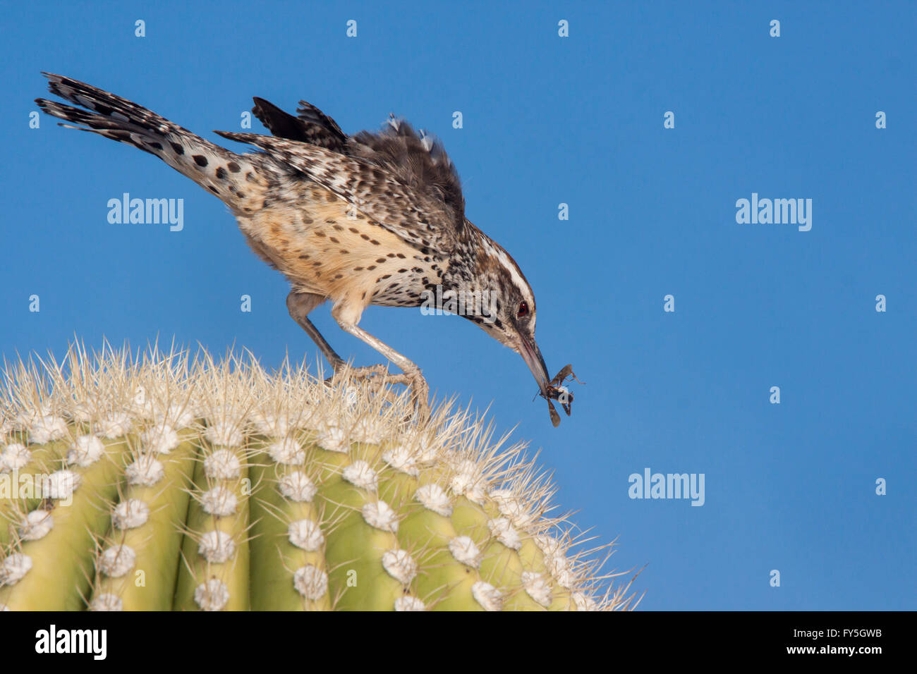 Cactus Wren Campylorhynchus brunneicapillus Tucson, Arizona, United
