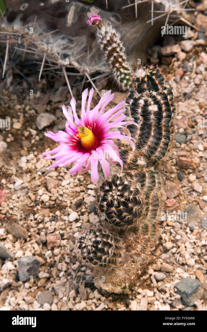 Lace Hedgehog Echinocereus reichenbachii var. albertii Tucson, Arizona, United States 25 April          Flower         Cactaceae Stock Photo