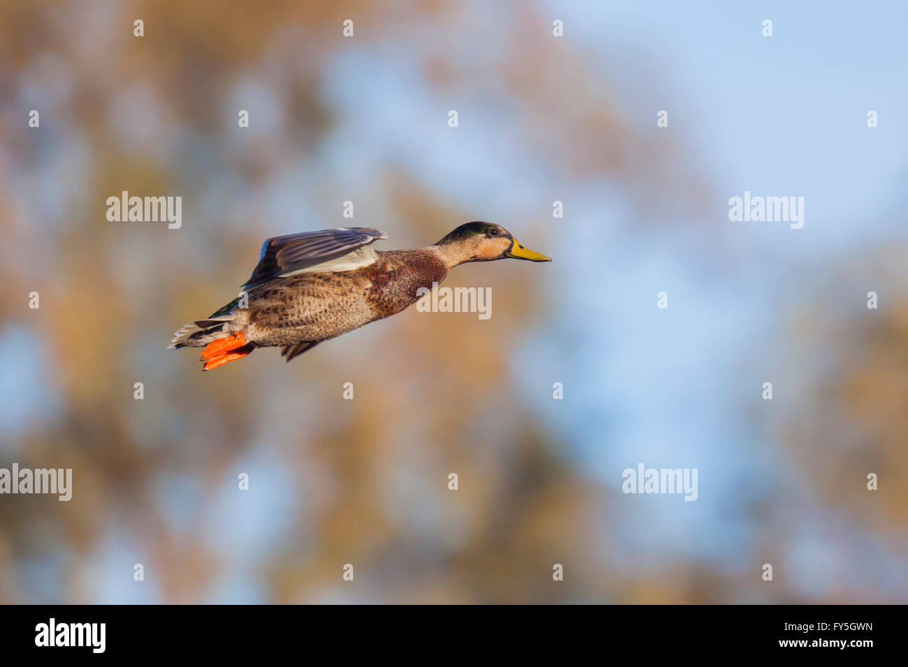 Mallard Duck Pima Converter main image 0