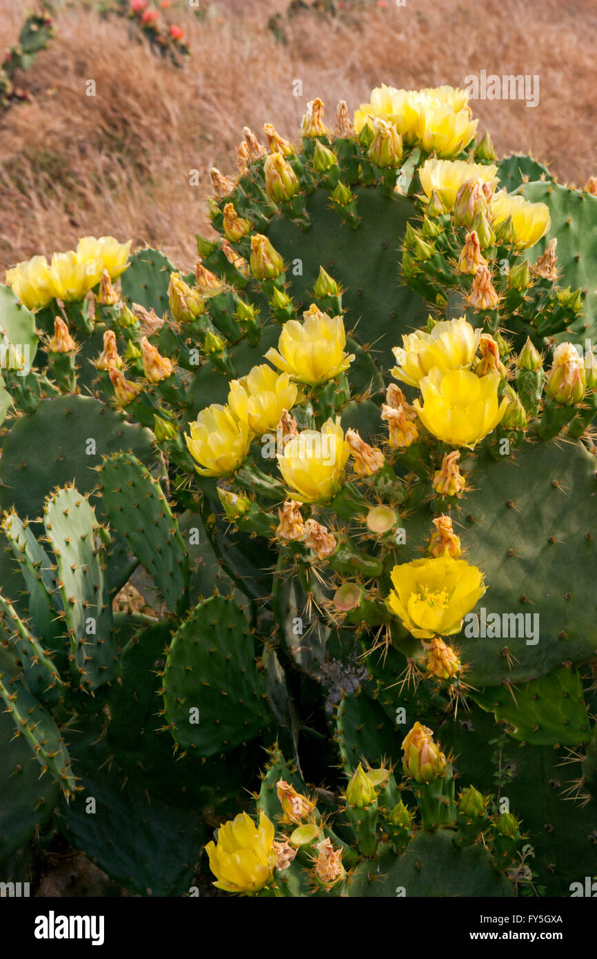 Texas Prickly Pear  Opuntia engelmannii var. lindheimeri  Boca Chica, Texas, United States 9 April     Plant in flower.      Cac Stock Photo