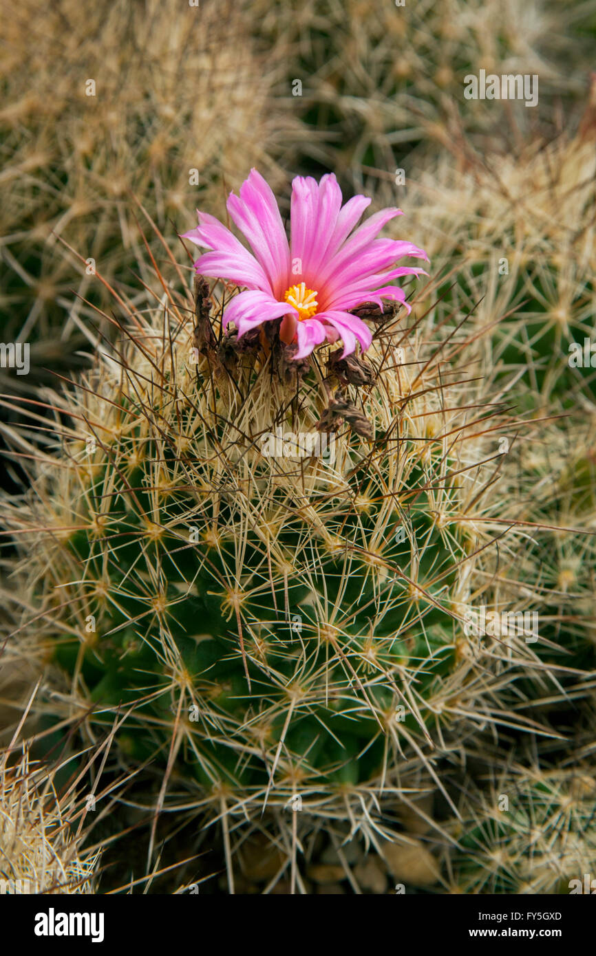 Whiskerbush Cactus Coryphantha ramillosa Chihuahuan Desert Nature Center, Fort Davis, Texas, United States 25 September     Plan Stock Photo