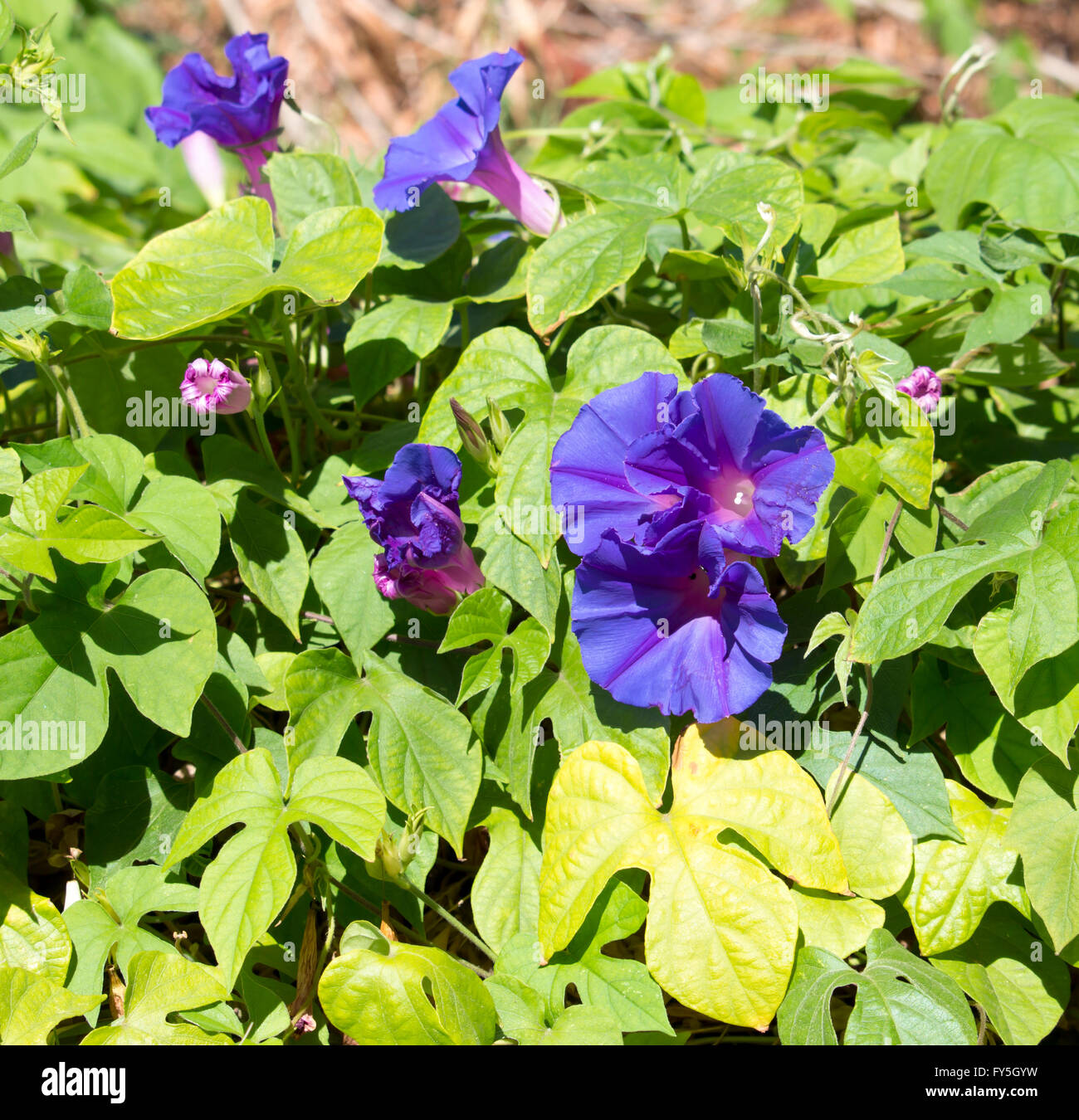 Creeper Ipomoea purpurea, Purple, Tall, or Common Morning Glory, a species in the genus Ipomoea