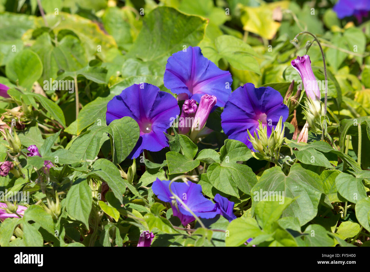 Creeper Ipomoea purpurea, Purple, Tall, or Common Morning Glory, a species in the genus Ipomoea