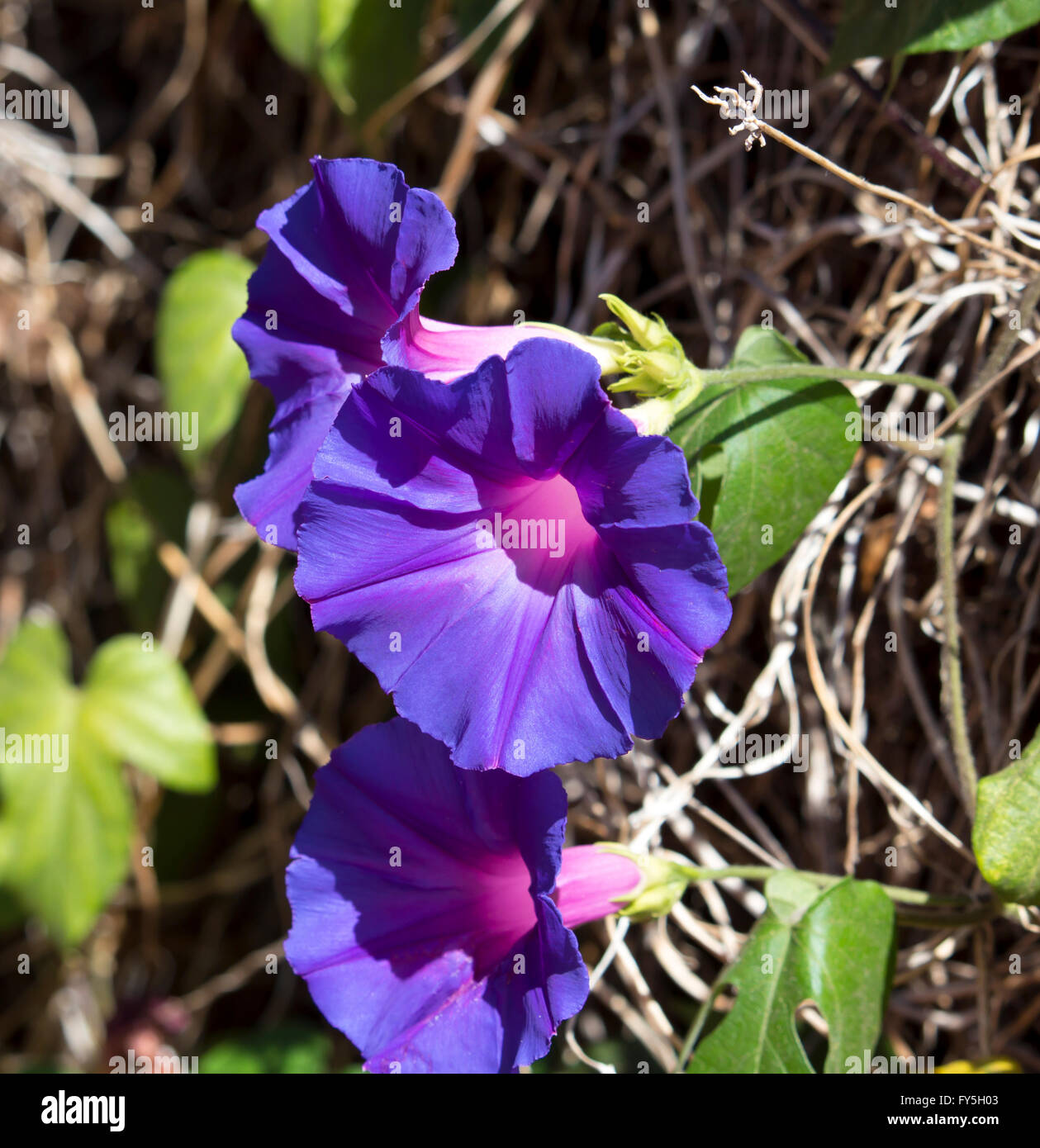 Creeper Ipomoea purpurea, Purple, Tall, or Common Morning Glory, a