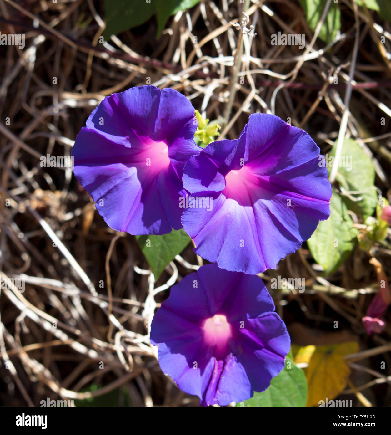 Creeper Ipomoea purpurea, Purple, Tall, or Common Morning Glory, a