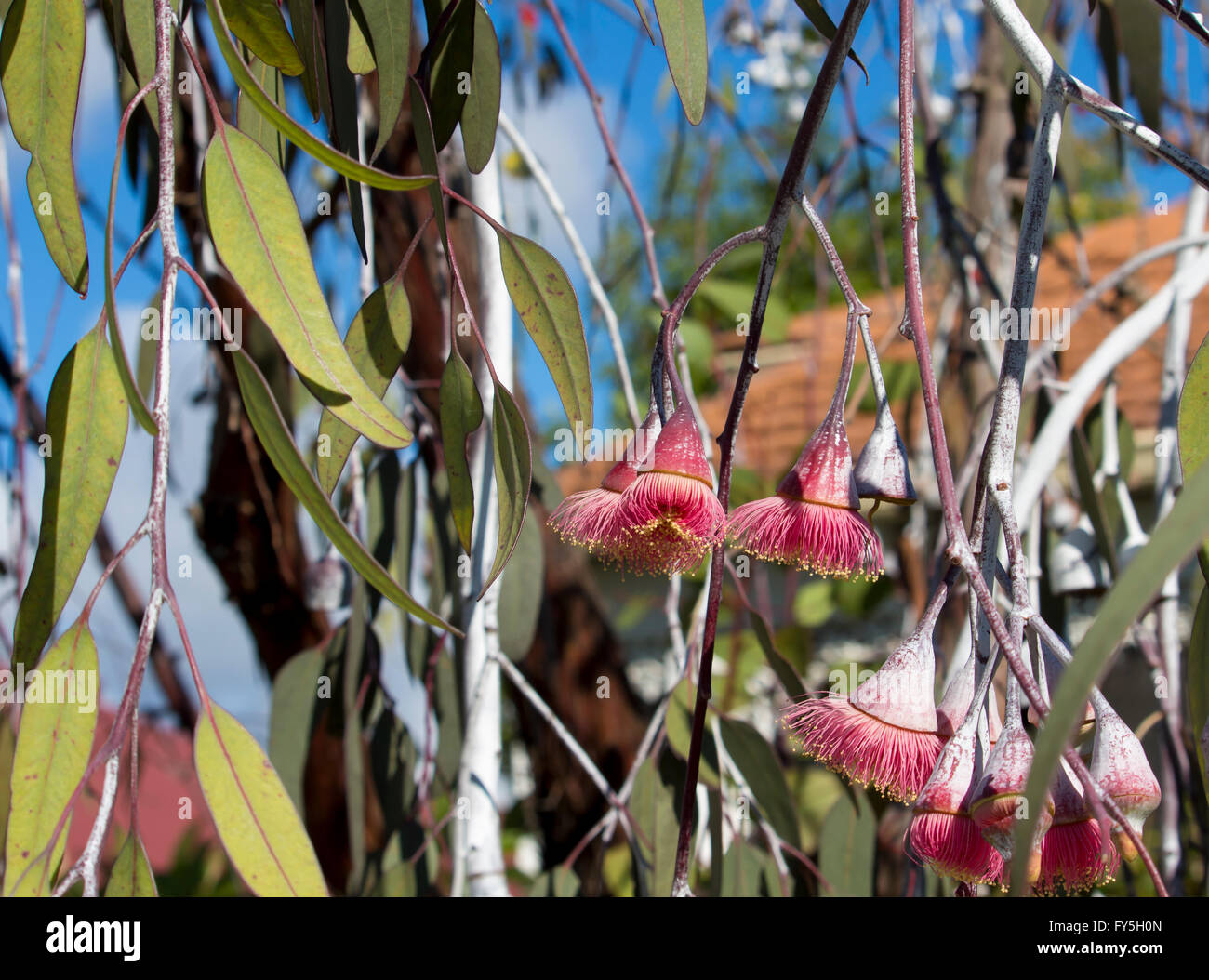 Silver princess gum hi-res stock photography and images - Alamy