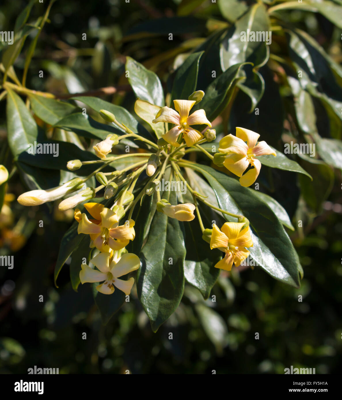 Stunning fragrant flowers of Hymenosporum flavum, Native Frangipani, a