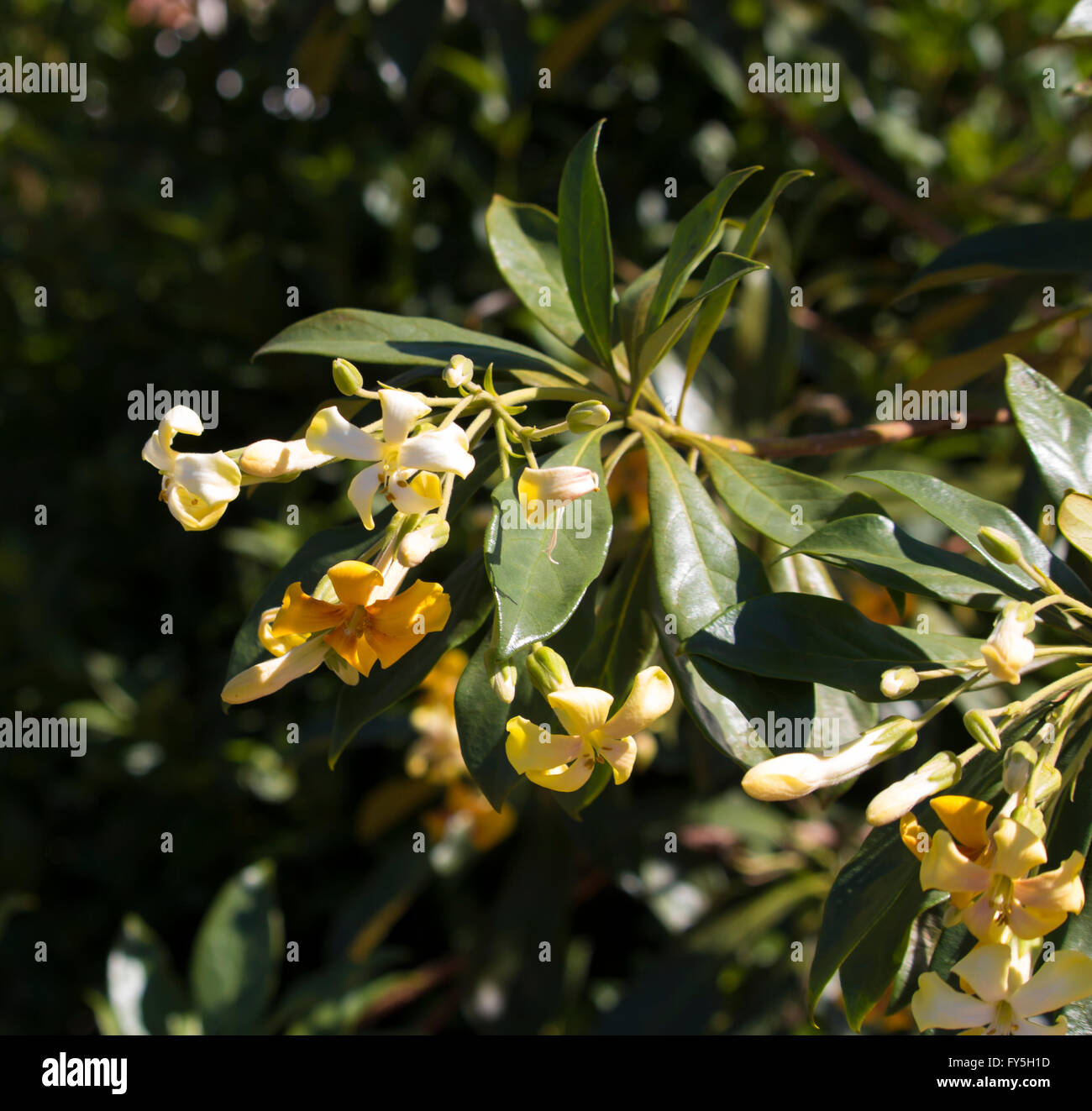 Stunning fragrant flowers of Hymenosporum flavum, Native Frangipani, a