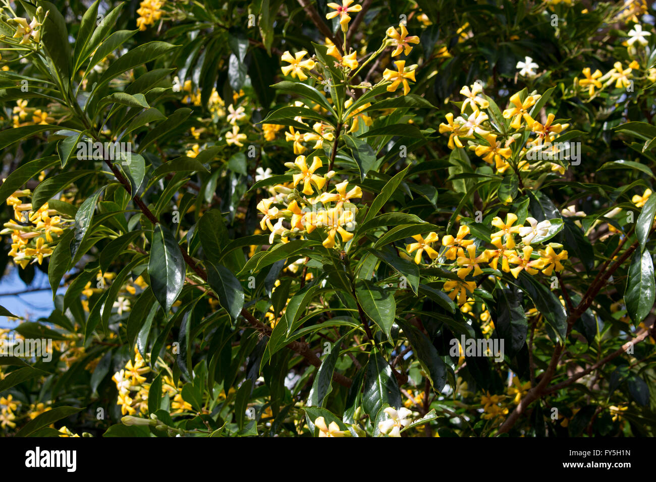 Stunning fragrant flowers of Hymenosporum flavum, Native Frangipani, a