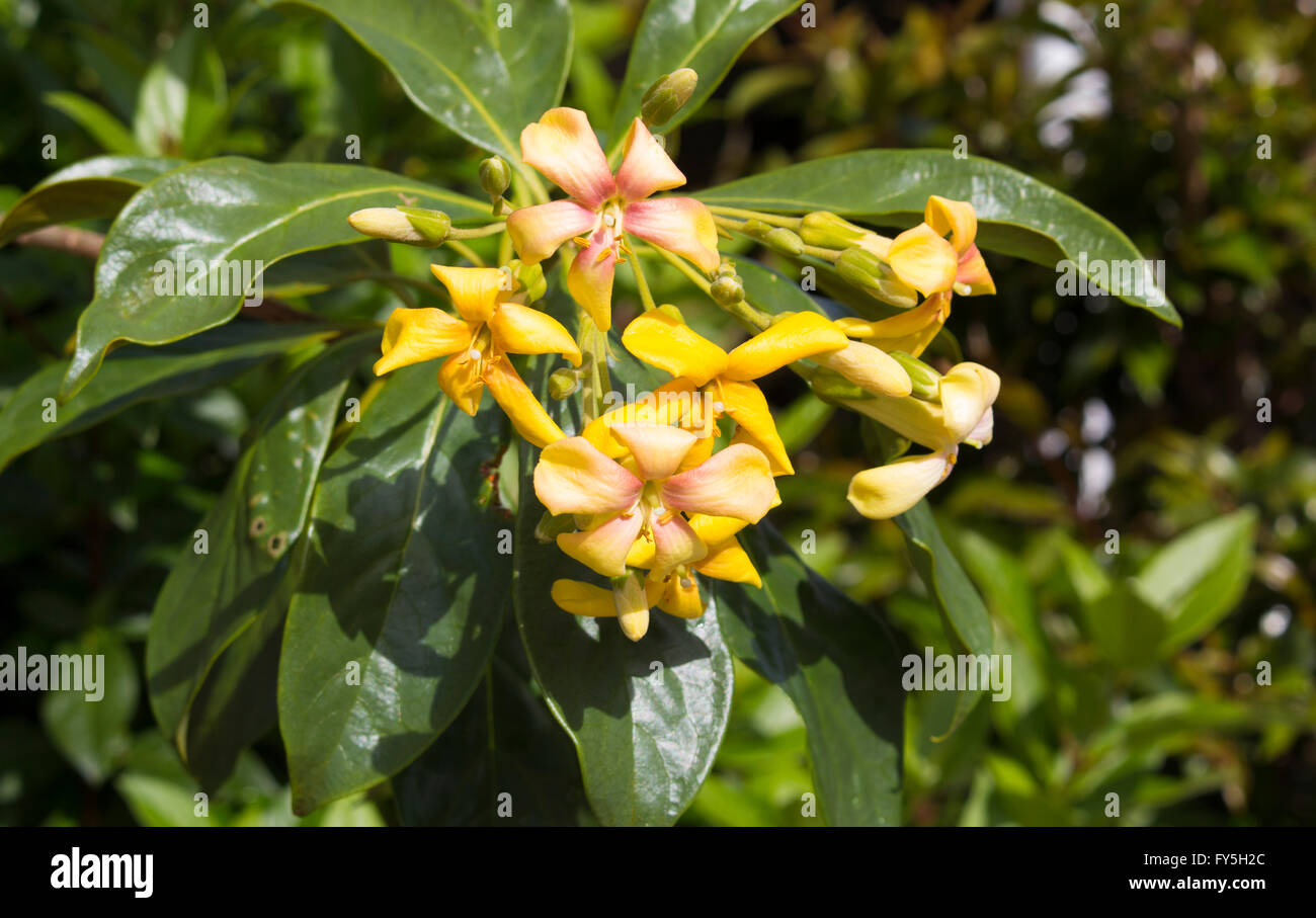 Stunning fragrant flowers of Hymenosporum flavum, Native Frangipani, a