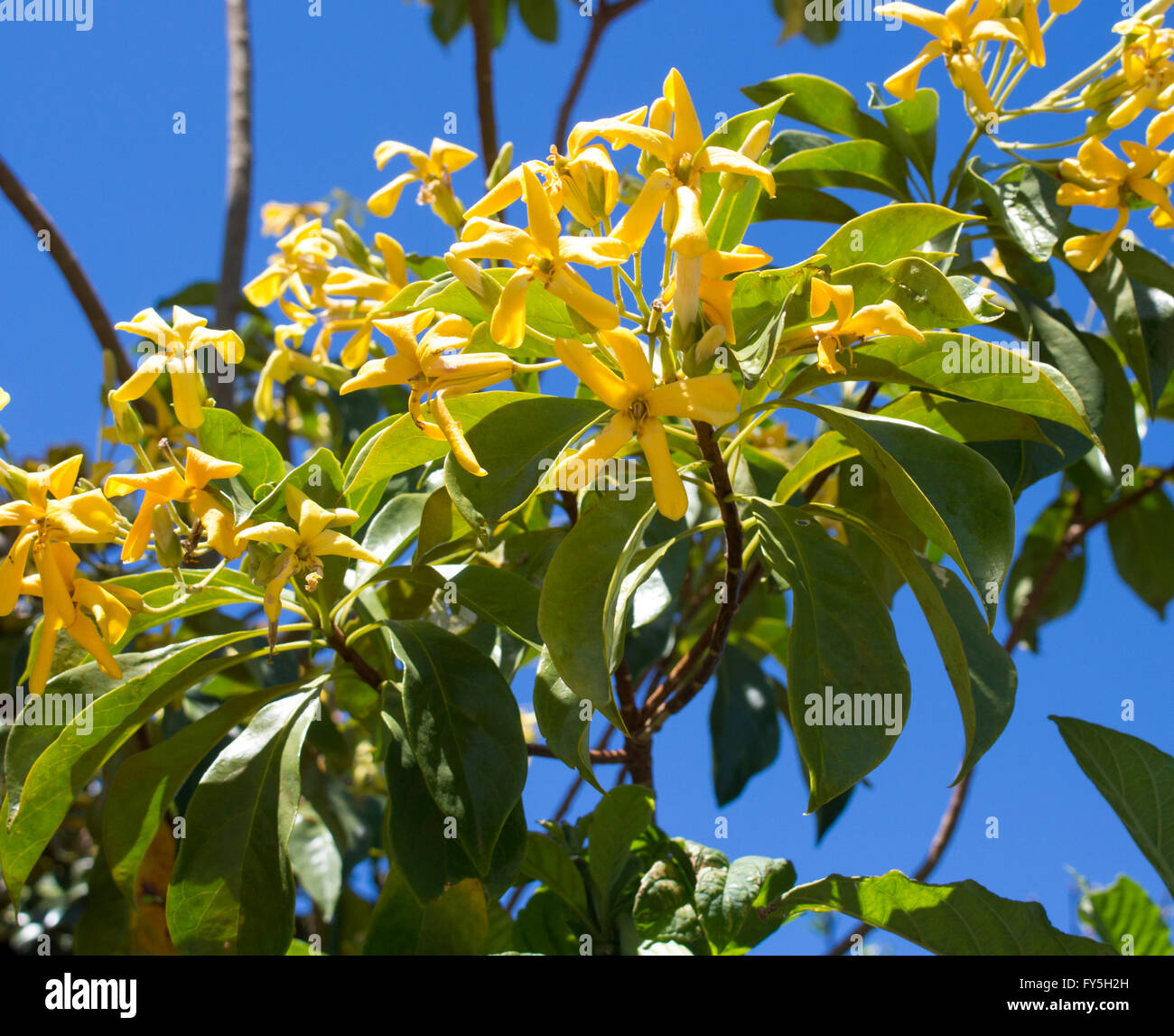Stunning fragrant flowers of Hymenosporum flavum, Native Frangipani, a