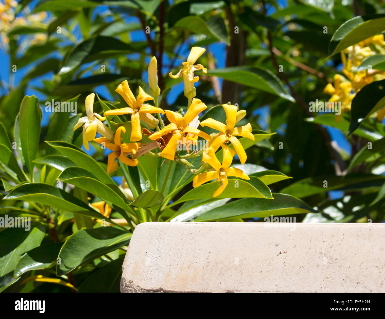 Stunning fragrant flowers of Hymenosporum flavum, Native Frangipani, a