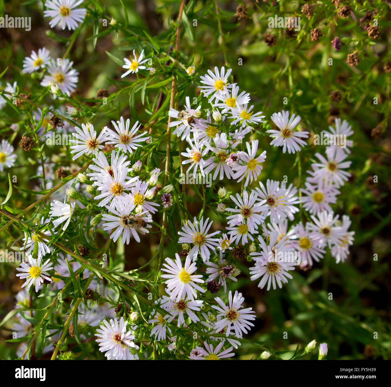 Aster amellus,  European Michaelmas-daisy  a perennial herbaceous plant of the genus Aster, belonging to  the Asteraceae family Stock Photo