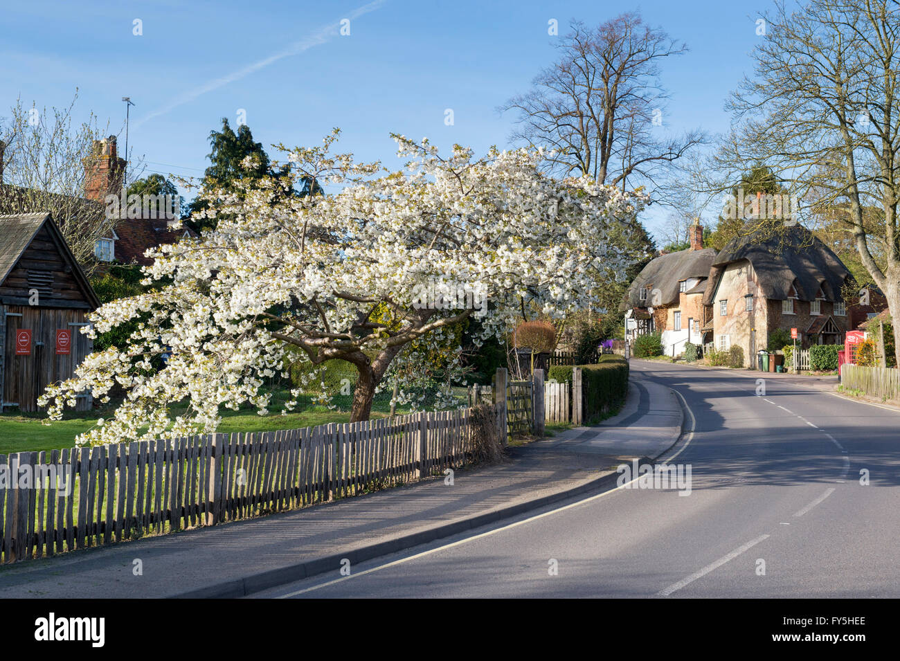 Prunus. Flowering cherry tree in Clifton Hampden, Oxfordshire, England Stock Photo