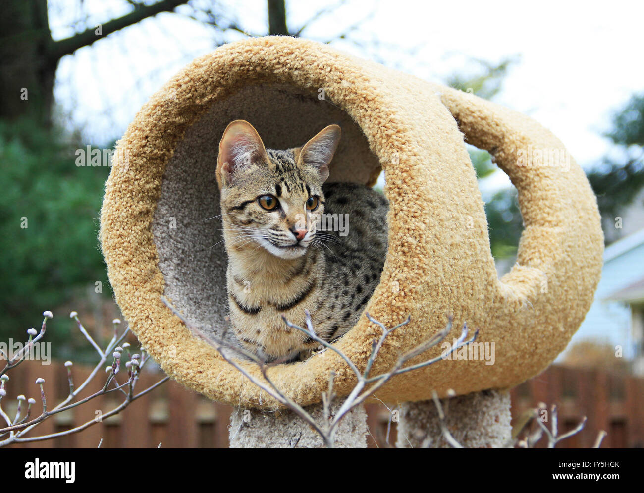 Savannah cat. A spotted and striped gold colored Serval Savannah kitten