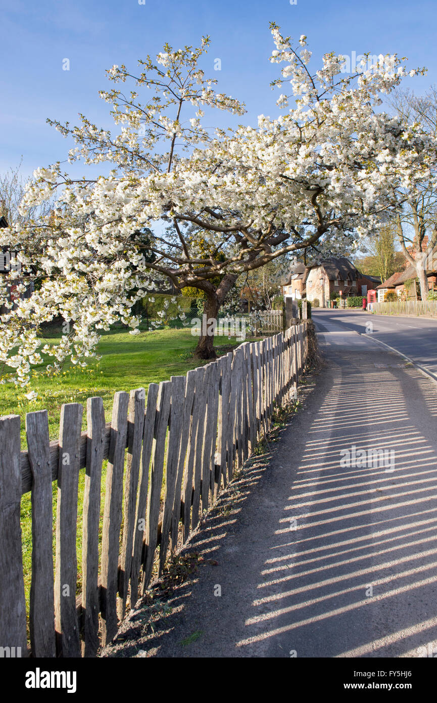 Prunus. Flowering cherry tree in Clifton Hampden, Oxfordshire, England Stock Photo