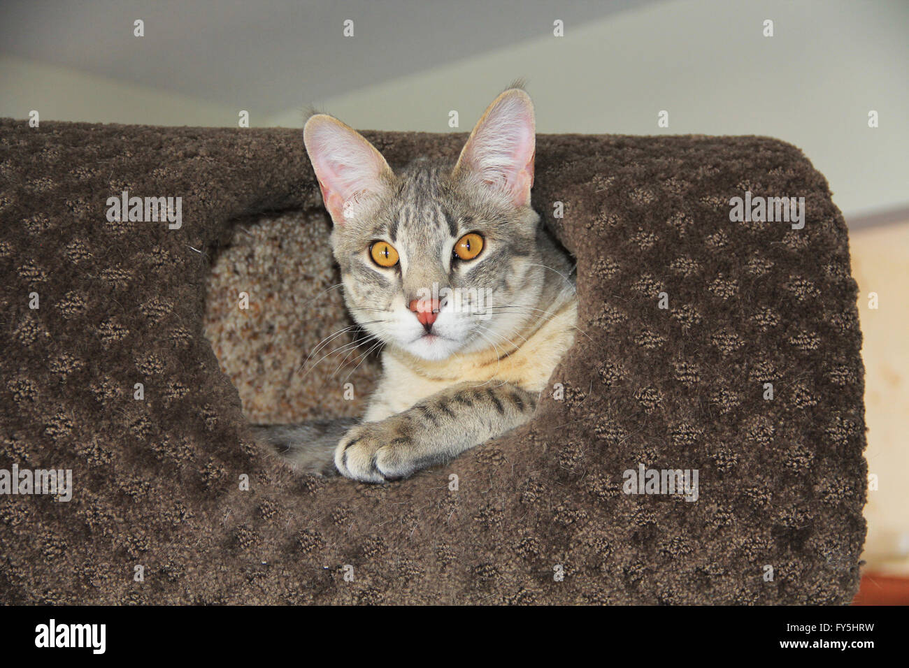 Savannah Cat. A large gray colored Serval Savannah kitten with golden