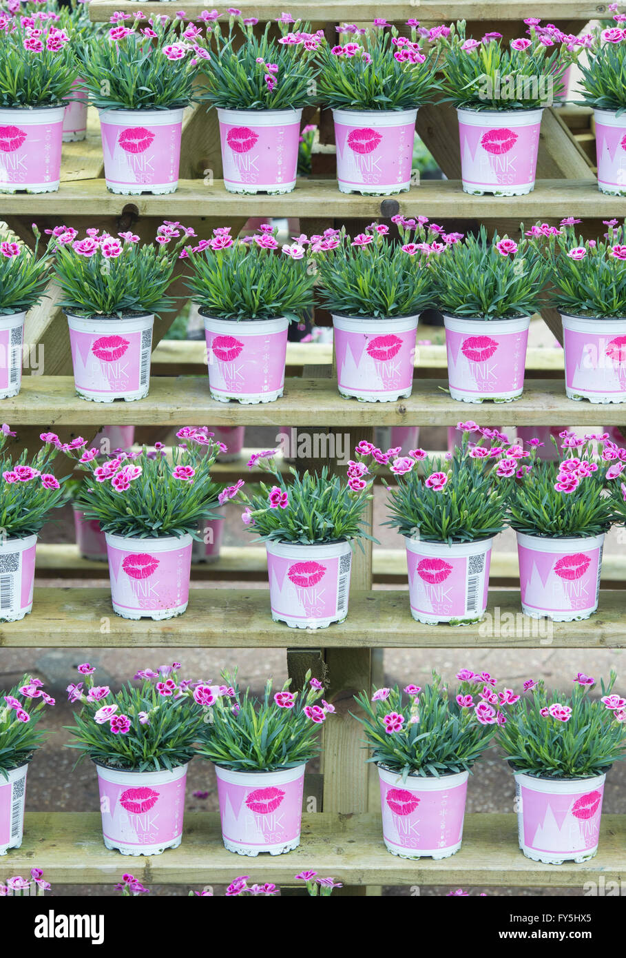 How to grow wild flowers in my garden High Resolution Stock Photography