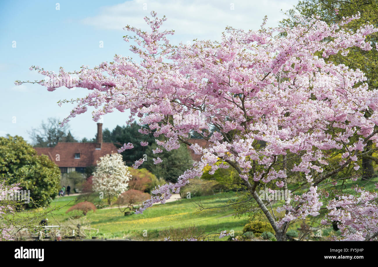 Prunus accolade. Flowering Cherry Tree at RHS Wisley Gardens, Surrey, England Stock Photo