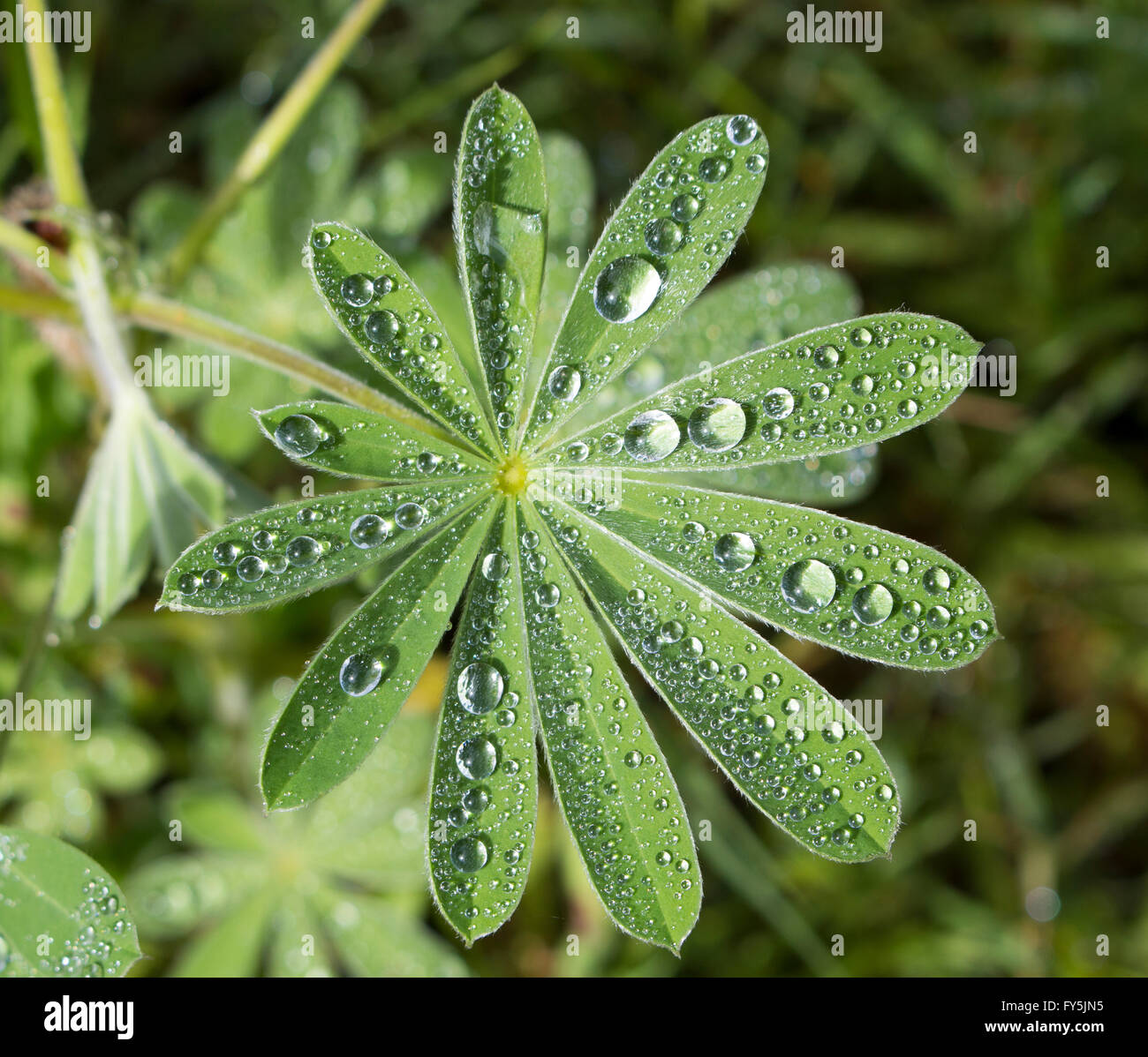 Raindrops glistening on the leaves of green lupin plants lupinus