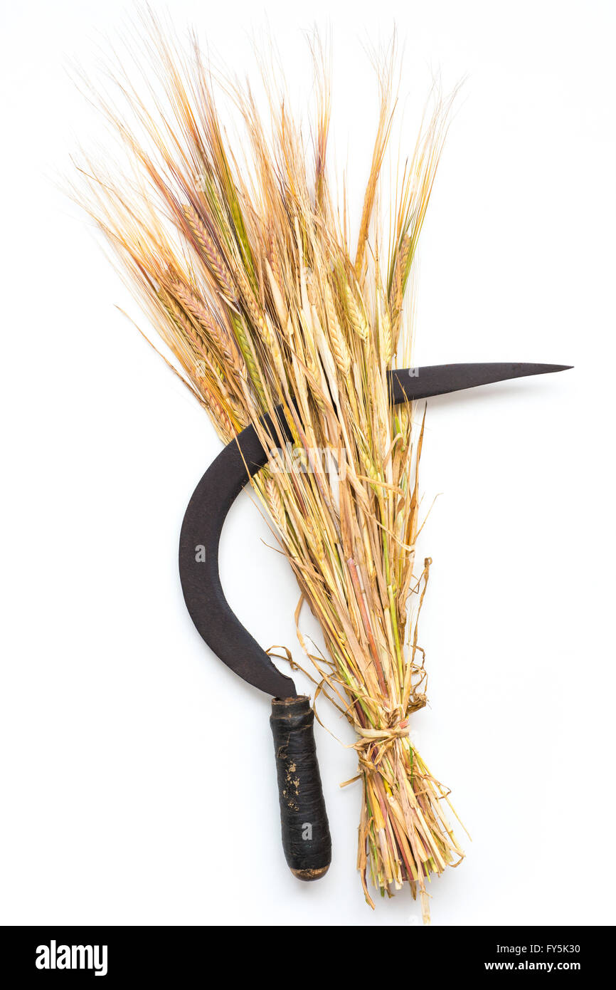 ripe wheat bundle with vintage rustic sickle over white Stock Photo