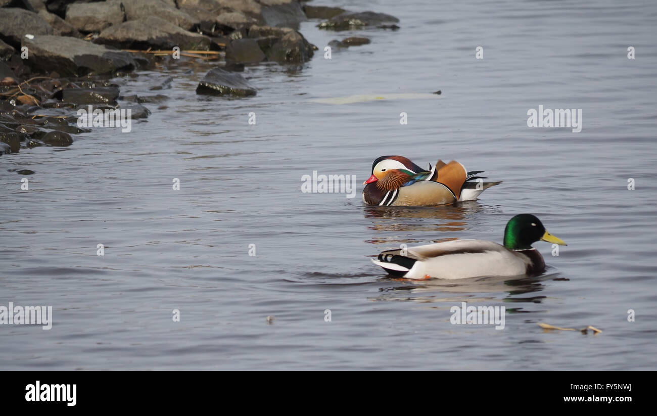 mandarin duck on the lake Stock Photo - Alamy