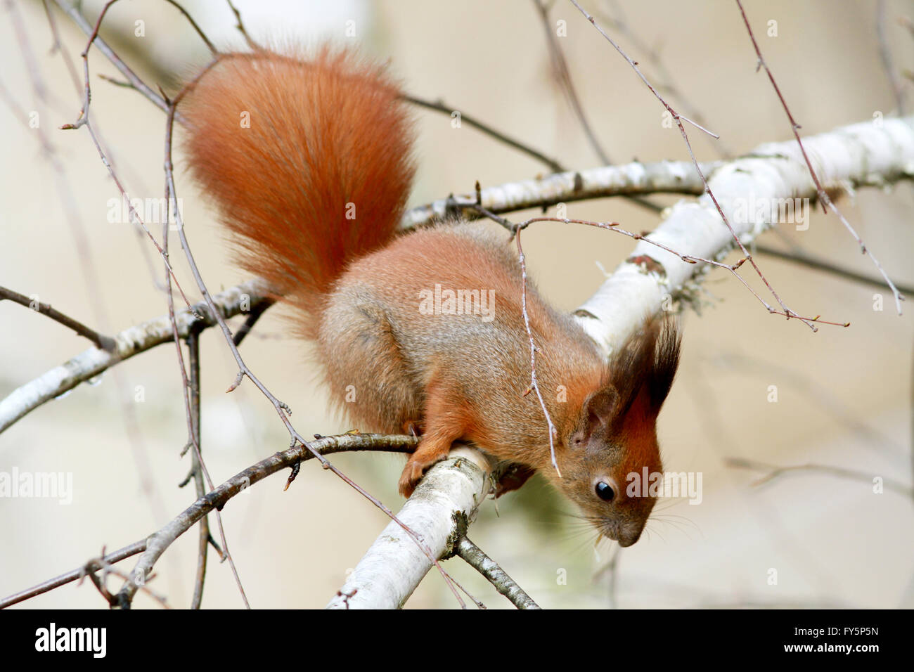 European red tree squirrel on the birch tree Stock Photo - Alamy