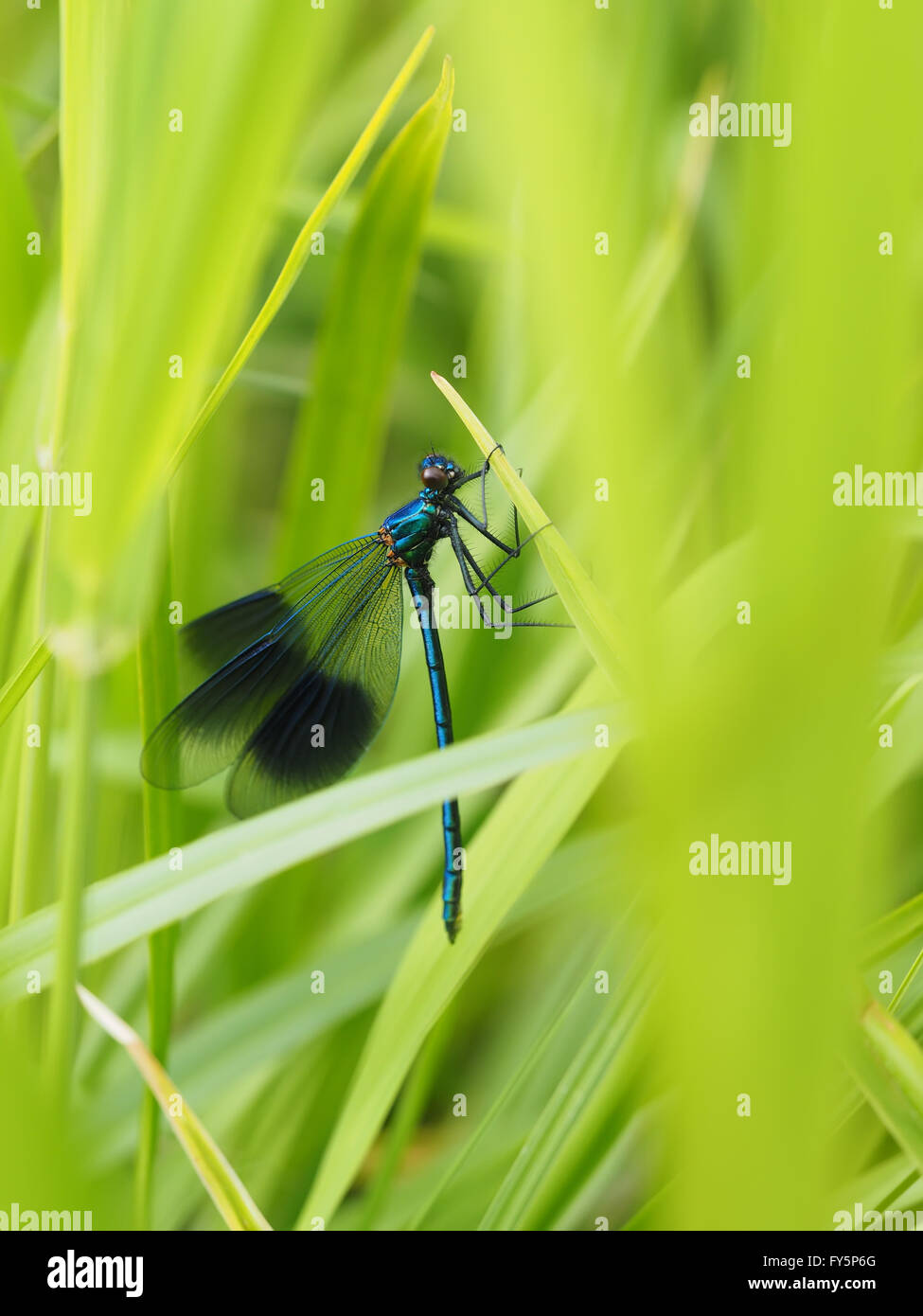 beautiful dragonfly in the forest Stock Photo - Alamy