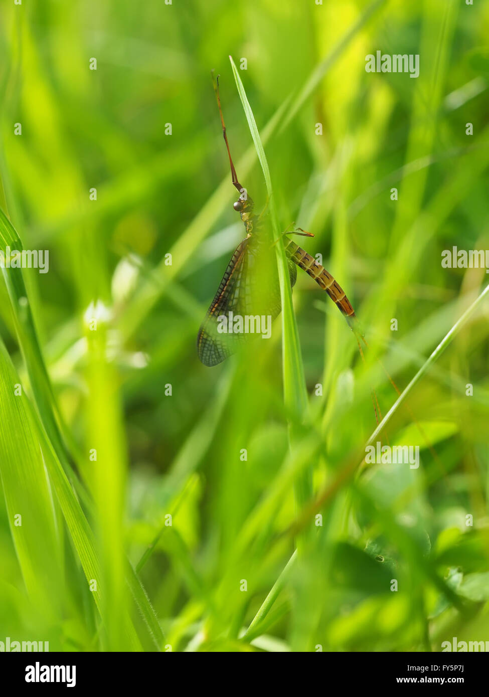 closeup of mayfly (Ephemeroptera) on leaf Stock Photo