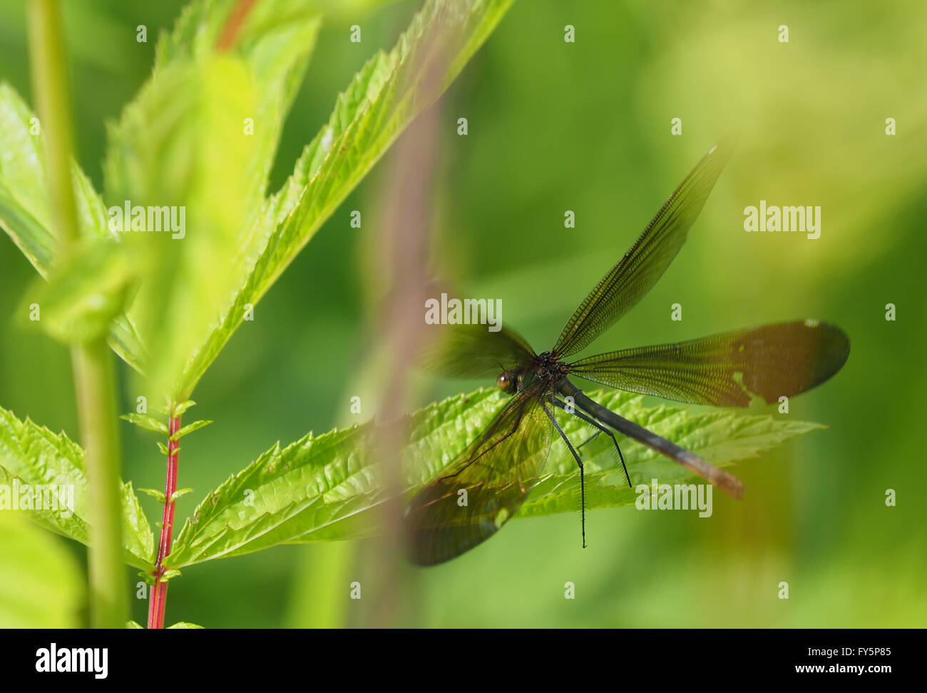beautiful dragonfly in the forest Stock Photo - Alamy