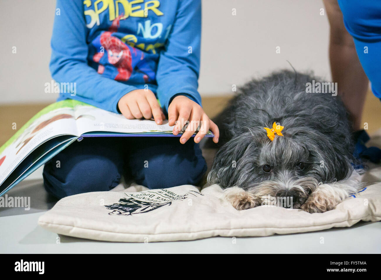 (160422) -- KRANJ, April 22, 2016 (Xinhua) -- A Reading Education Assistance dog, a Tibetan Terrier named Shanti from the dog therapy society Tacke Pomagacke rests beside Mihael aged six while he reads a book in the city library in Kranj, Slovenia, April 13, 2016. Reading Education Assistance Dog (READ) program is a special form of dog therapy programs. In Slovenia, the dog therapy society Tacke Pomagacke started the program five years ago. Now the children's reading sessions with dogs are held each week throughout the year all over Slovenia. Therapy dogs are specially trained and certified fo Stock Photo
