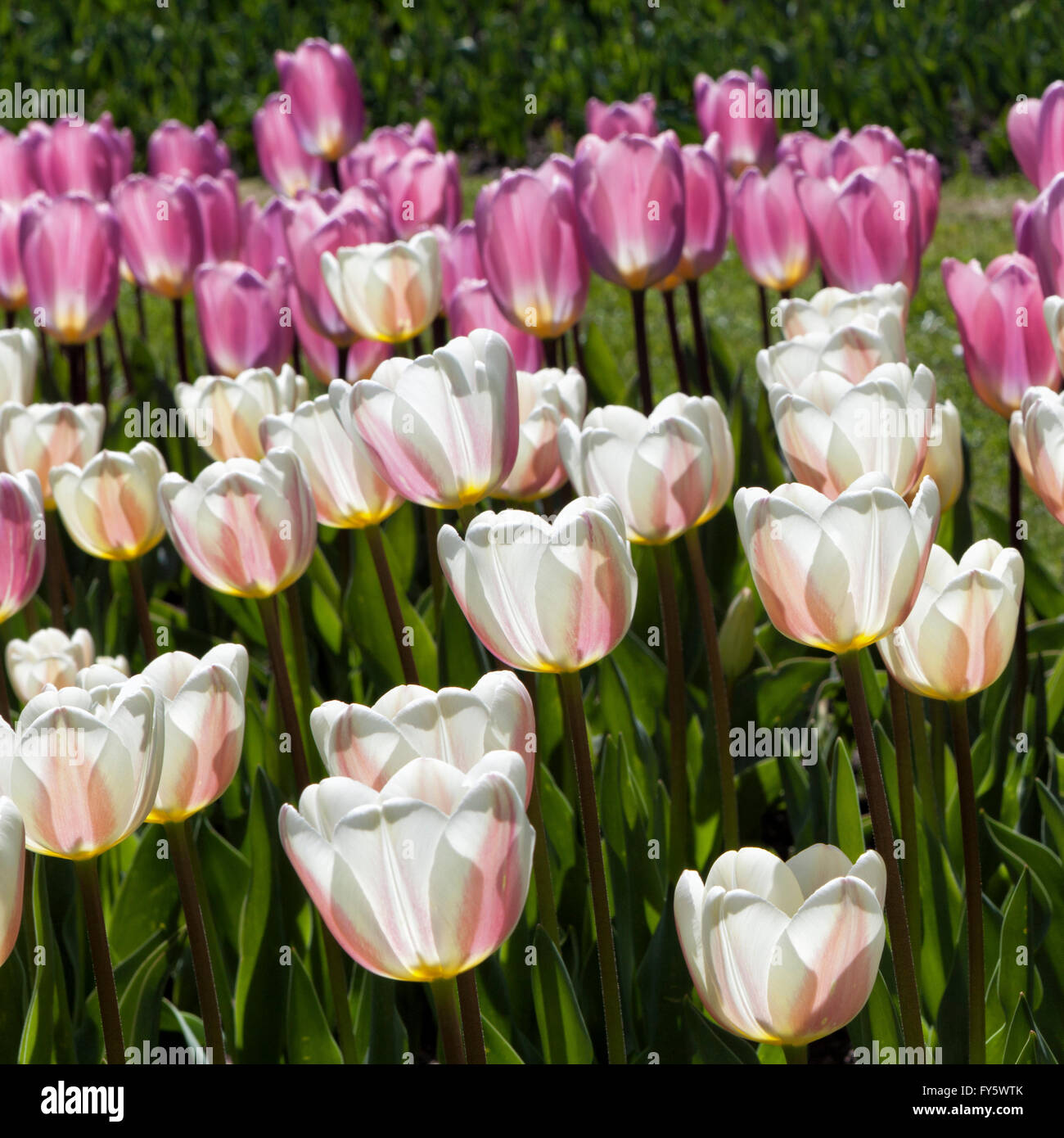 90 hectare park hires stock photography and images Alamy