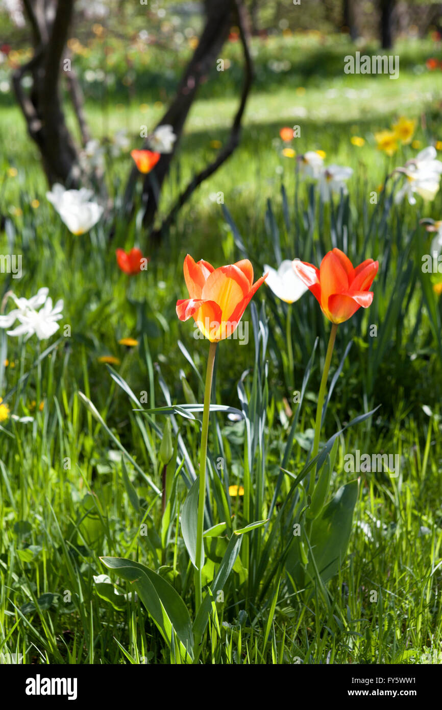 Britzer Garten, Neukölln, Berlin, Germany. 21st April 2016. Berliners