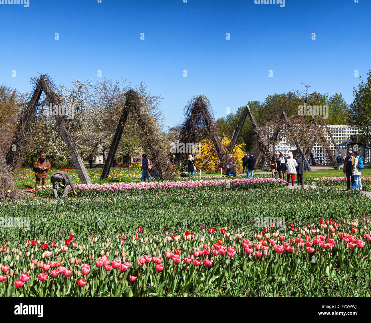 Tulipan show hires stock photography and images Alamy