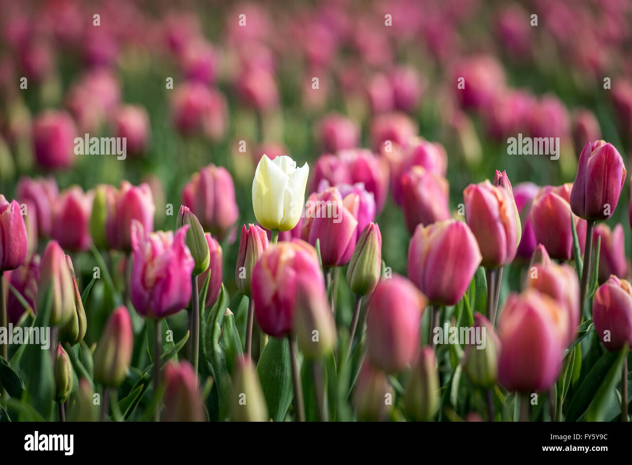 East Winch, Norfolk, England. 21st April, 2016. UK Weather Tulips are