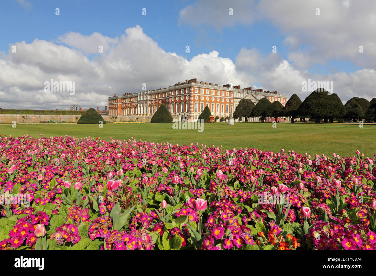 Hampton Court Palace, London, UK. 23rd April 2016. The tulips and primulas are in full bloom, creating a dazzling display of colour at Hampton Court Palace Gardens. After an online campaign by local residents to retain free access to the Palace Formal Gardens, HRP at Hampton Court have kindly agreed to allow free access between 9 and 10am every day. So get up early and enjoy a stroll, and be king or queen of the garden for an hour. I was the only person there other than two groundsmen! Stock Photo